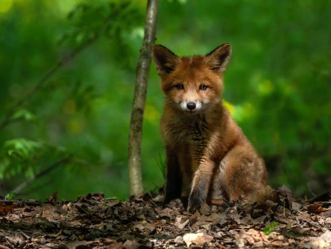 Renardeau dans une for&ecirc;t