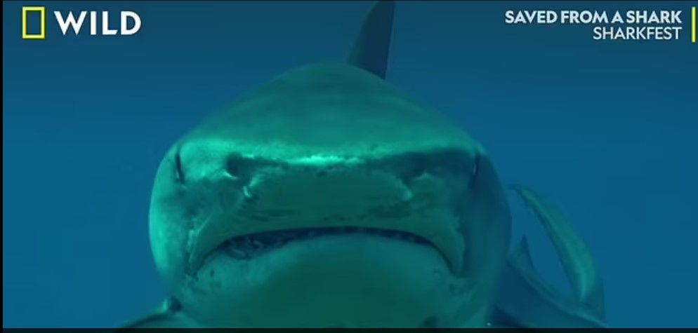 En video : à la rencontre du requin-tigre avec Shark Education