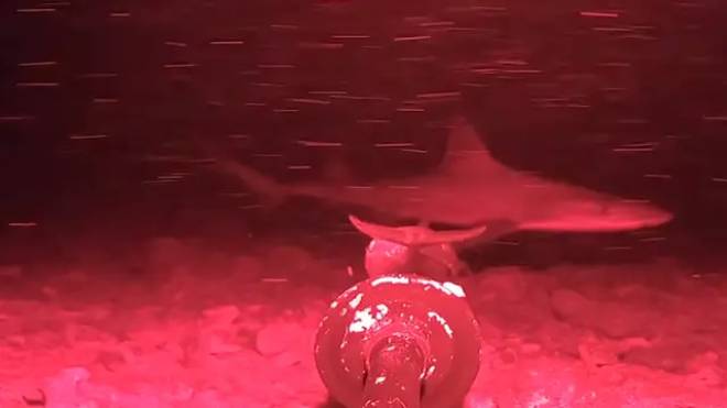 Requin griset 