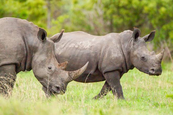 Deux rhinoc&eacute;ros blancs