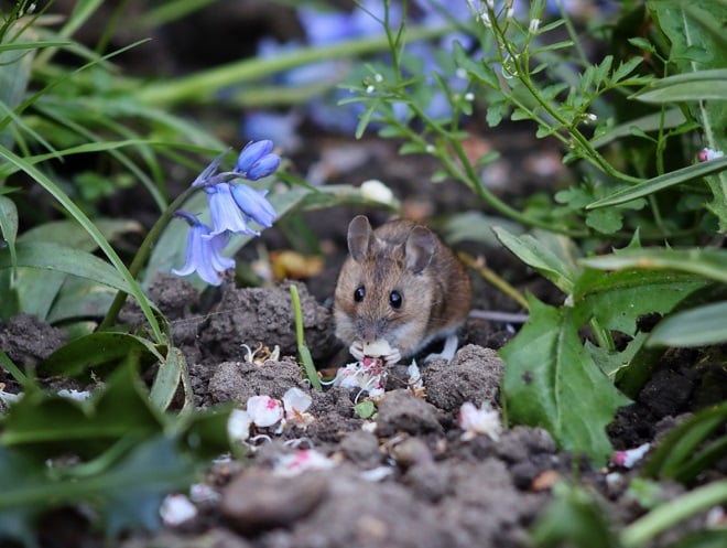 Souris dans le jardin