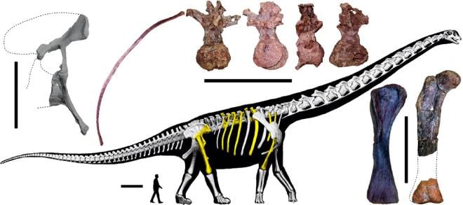 Fossile de Nagatitan
