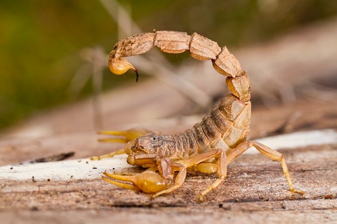 Scorpion jaune