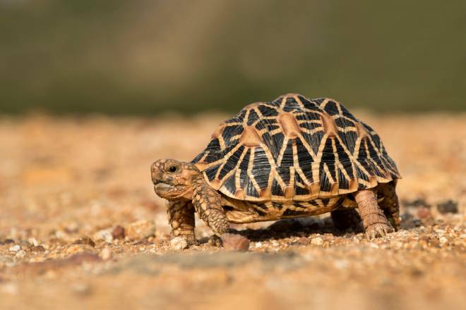 Tortue &eacute;toil&eacute;e