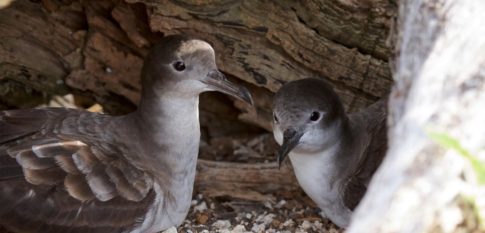 oiseaux